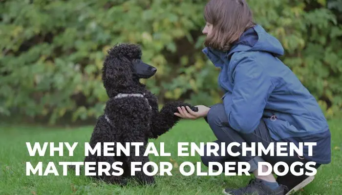 Why Mental Enrichment Matters For Older Dogs