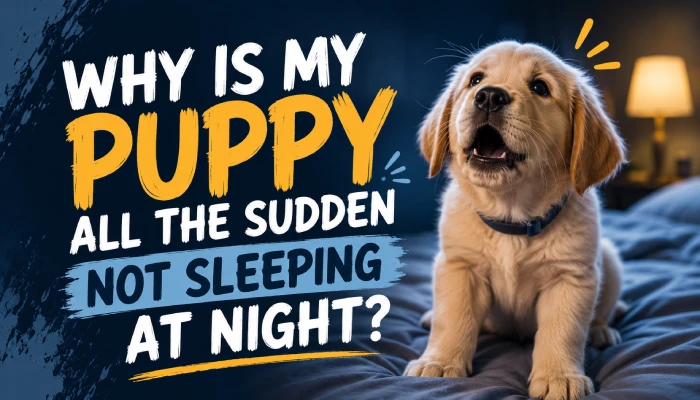 Why Is My Puppy All The Sudden Not Sleeping At Night