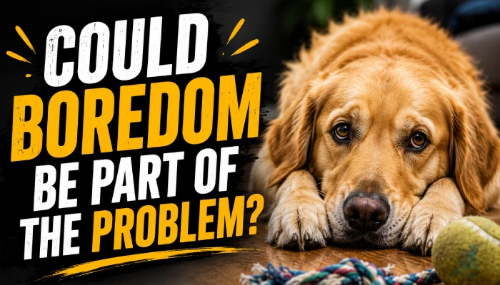Could Boredom Be Part of the Problem?