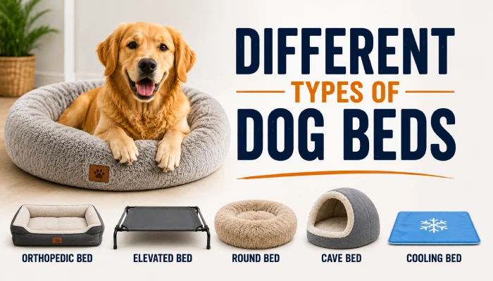 Different Types of best Dog Beds