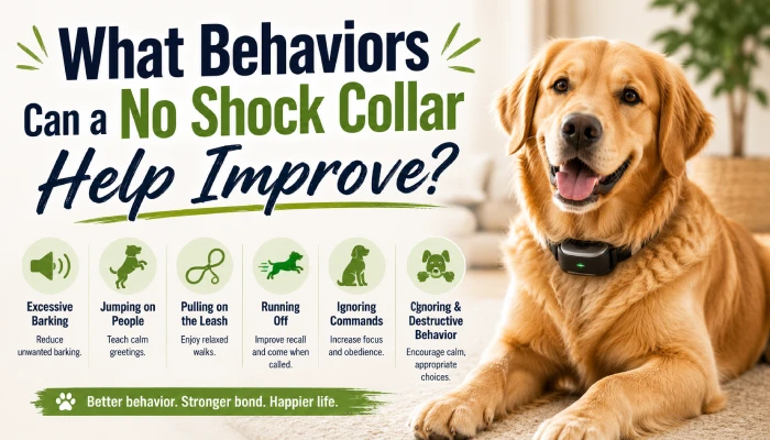 What Behaviors Can a No Shock Collar Help Improve?